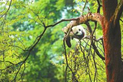雅安要建中国大熊猫国际旅游目的地